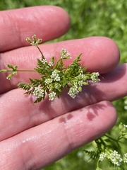 Anthriscus caucalis