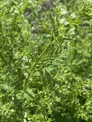 Anthriscus caucalis