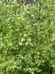 Anthriscus caucalis