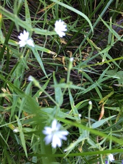 Pseudostellaria jamesiana
