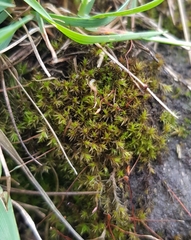 Geheebia tophacea