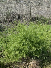 Anthriscus caucalis