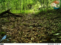 Grallaria guatimalensis