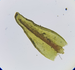 Geheebia tophacea