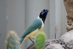 Cyanocorax yncas yncas