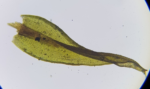 Image of Geheebia tophacea by (c) Helen Waterman, some rights reserved (CC BY)