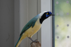 Cyanocorax yncas yncas