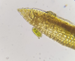 Geheebia tophacea