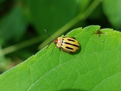 Alagoasa bipunctata