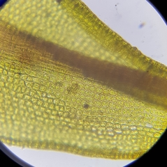 Geheebia tophacea