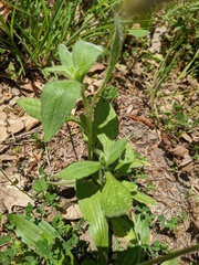 Borago officinalis