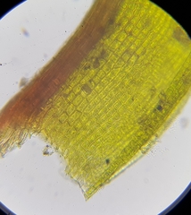 Geheebia tophacea
