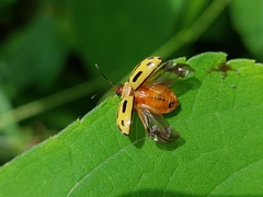 Alagoasa bipunctata