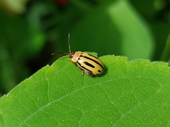Alagoasa bipunctata