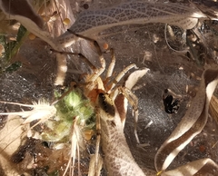 Agelena orientalis