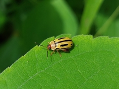Alagoasa bipunctata