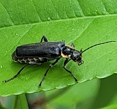 Cantharis obscura