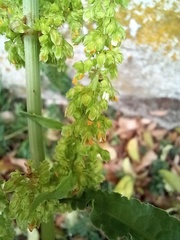 Rumex