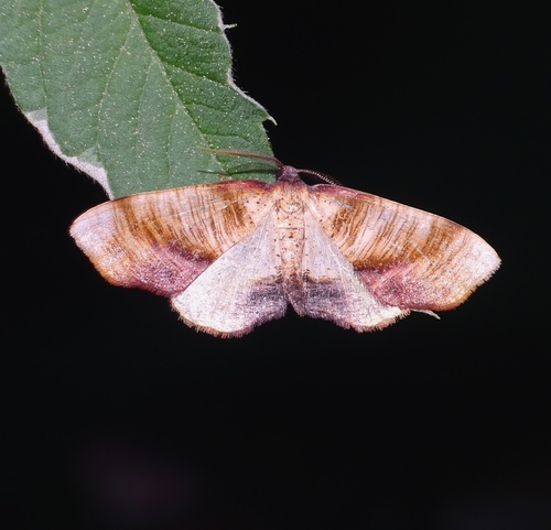 Scorched Wing, photo 3 of 7