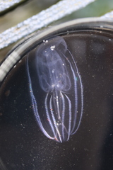 Bolinopsis microptera