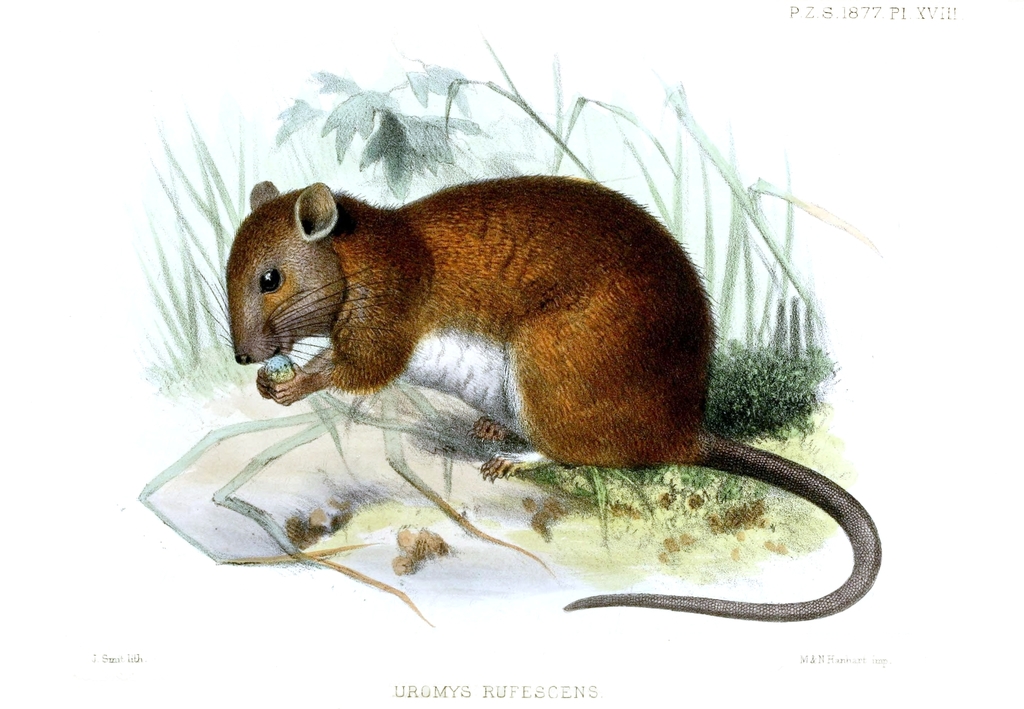 Black-Tailed Melomys