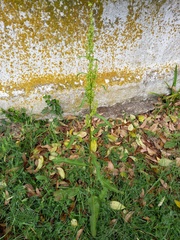 Rumex