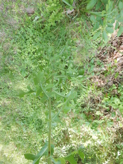Lactuca ludoviciana
