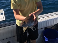 Caulolatilus princeps