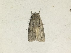 Acronicta laetifica