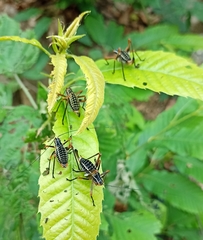 Barbitistes vicetinus