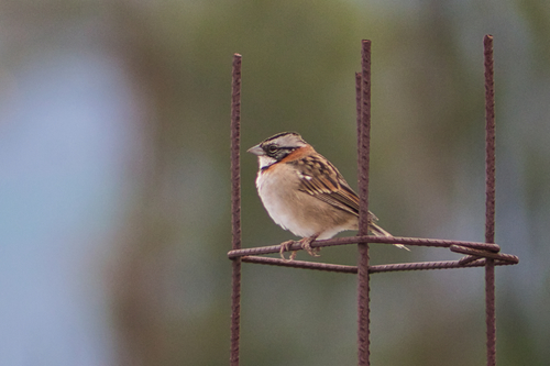 Northern Rufous-collared Sparrow