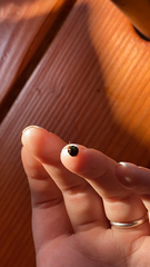 Coptosoma xanthogramma