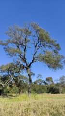 Schinopsis lorentzii