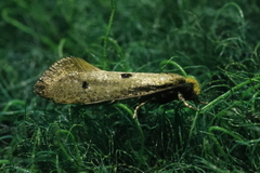 Tinea trinotella