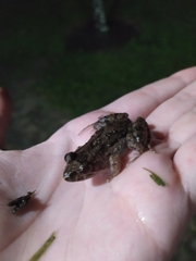 Leptodactylus natalensis