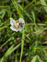 Epicauta atrata