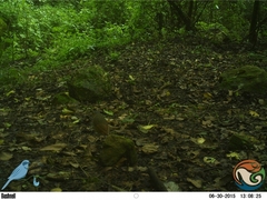 Grallaria guatimalensis