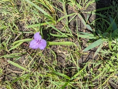 Tradescantia bracteata