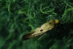 Tinea trinotella