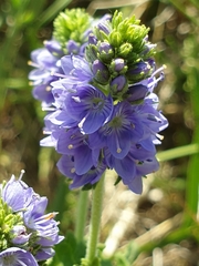Veronica austriaca