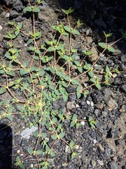 Euphorbia ocellata