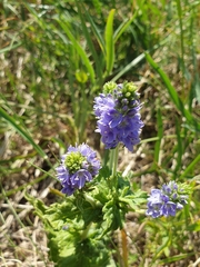 Veronica austriaca
