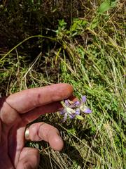 Brodiaea pallida