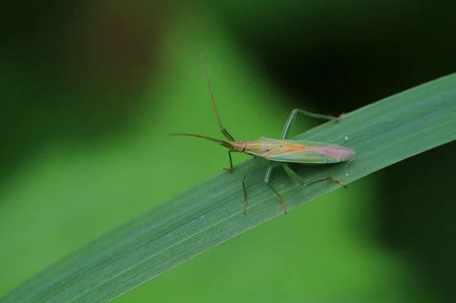 Grass bug, photo 8 of 8