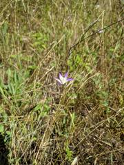 Brodiaea pallida