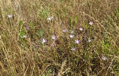 Brodiaea pallida