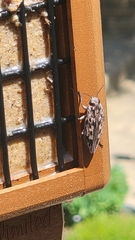 Chalcophora virginiensis