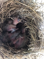 Turdus migratorius
