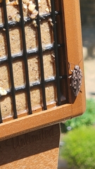 Chalcophora virginiensis