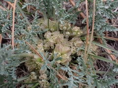 Vesper montanus